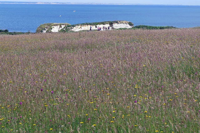 07 07 16_8641_edited-1.JPG - ORCHIDS AND FLOWERS - BALLARD DOWN - JURASSIC COAST - ISLE OF PURBECK, DORSET - 7.7.16